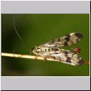 Panorpa communis - Gemeine Skorpionsfliege m08.jpg